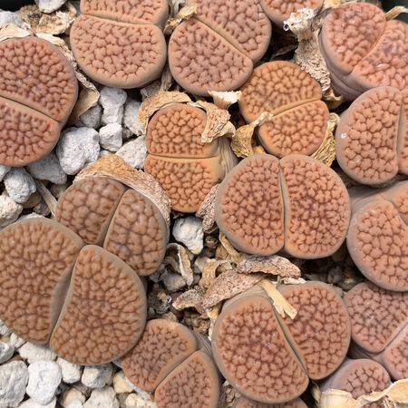 Hookerii, Lithops Seeds - Packet image number null